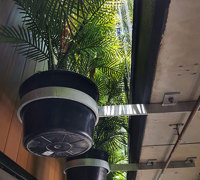 Tall UV-tolerant Palms fill void at Sports Club