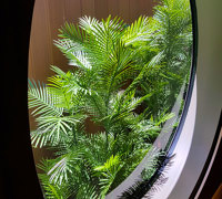 Tall UV-tolerant Palms fill void at Sports Club