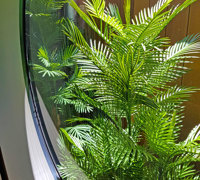 Tall UV-tolerant Palms fill void at Sports Club