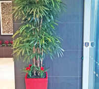 Plant revamp in Apartment Foyer