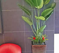 Plant revamp in Apartment Foyer