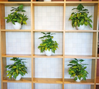 Raised Planter & Green-Wall in Club Foyer