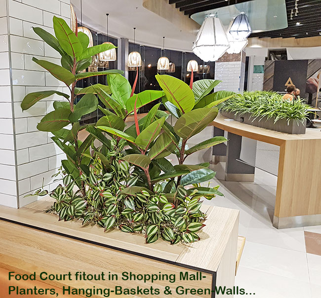 raised barrier planter in food court
