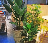 Food Mall area assorted eateries with lotsa greenery