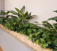 Before & After Shots...... low Planters