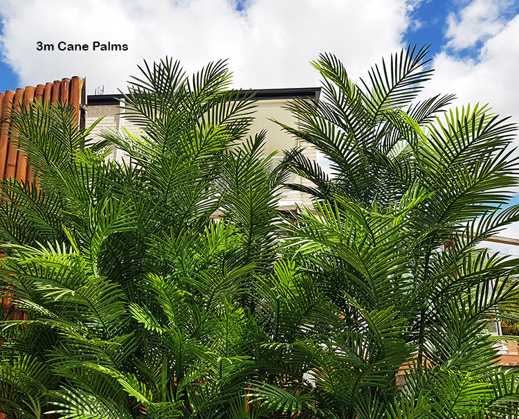 Large, lush UV-treated Palms for penthouse balcony image 10