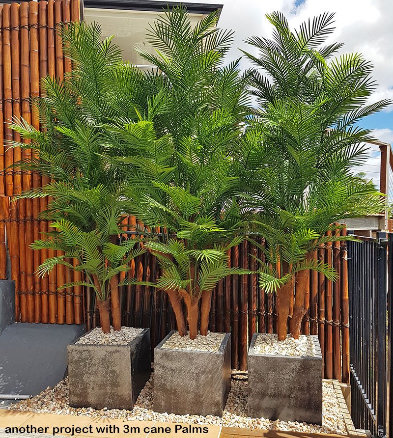 Large, lush UV-treated Palms for penthouse balcony image 9