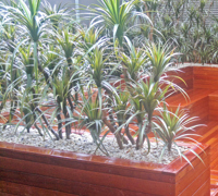 Before & After Shots...... low Planters 3