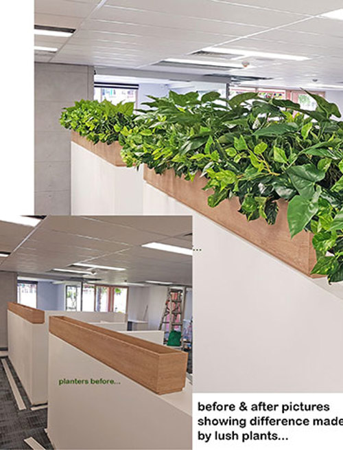 Before & After Shots...... low Planters 2