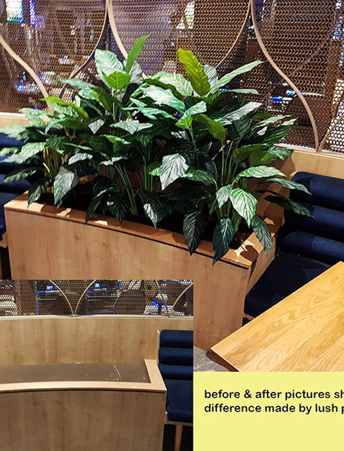 Before & After Shots...... low Planters