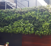 Before & After Shots..... Green-Walls 6