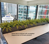 Before & After Shots...... low Planters