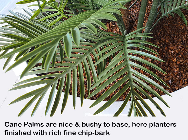 Large, lush UV-treated Palms for penthouse balcony image 6