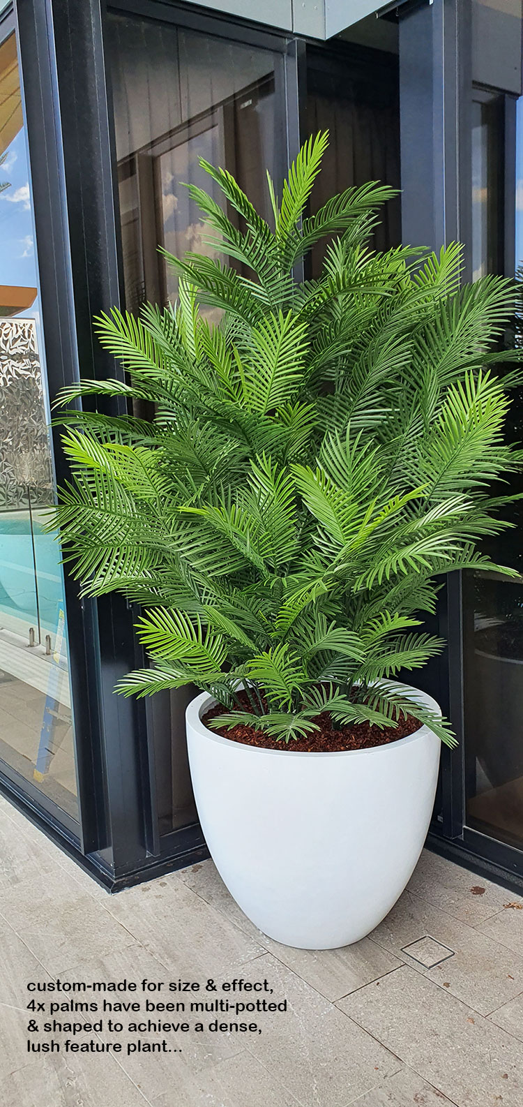 Large, lush UV-treated Palms for penthouse balcony image 3