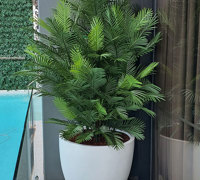 Large, lush UV-treated Palms for penthouse balcony
