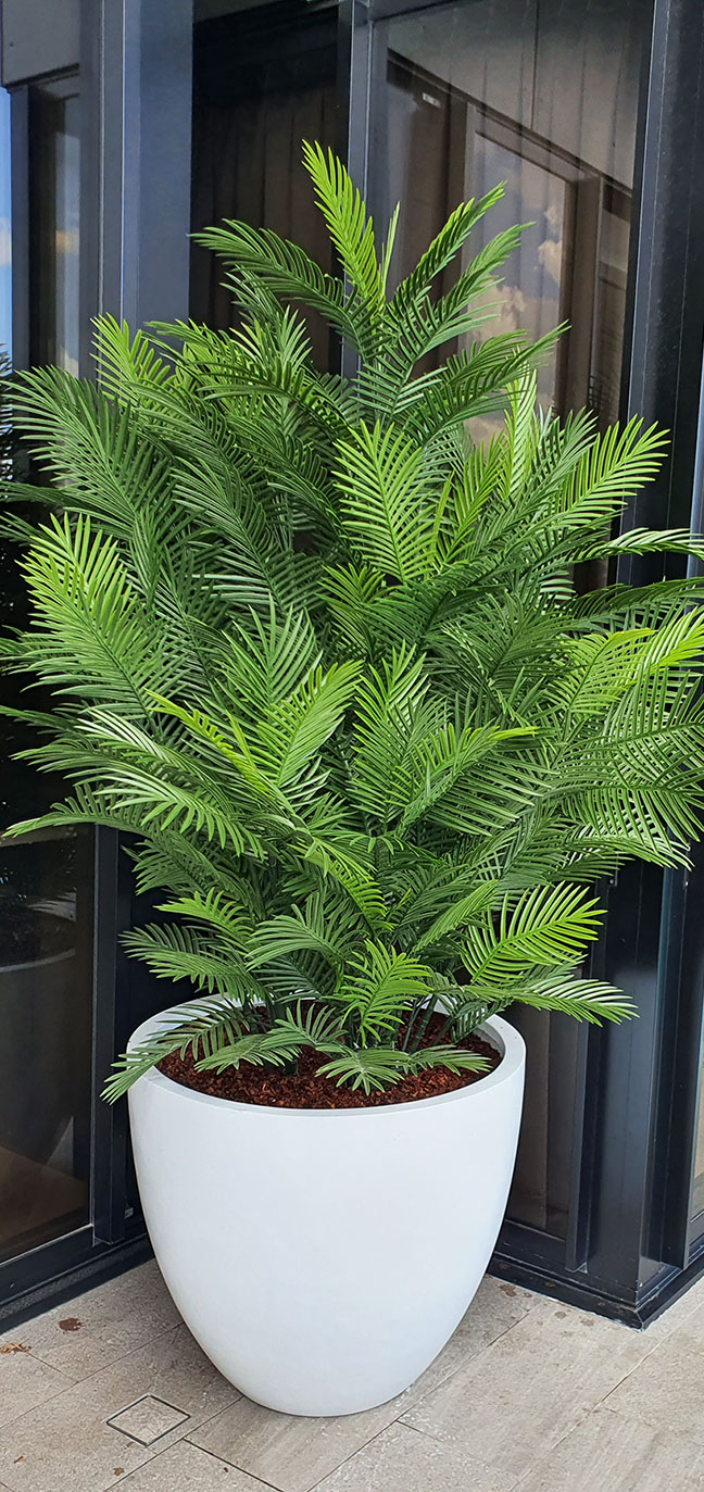 Large, lush UV-treated Palms for penthouse balcony image 8