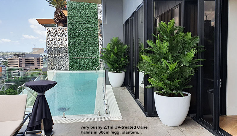 Large, lush UV-treated Palms for penthouse balcony image 2