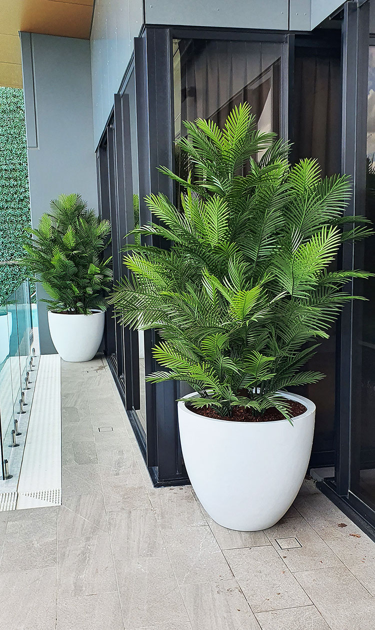 Large, lush UV-treated Palms for penthouse balcony image 4