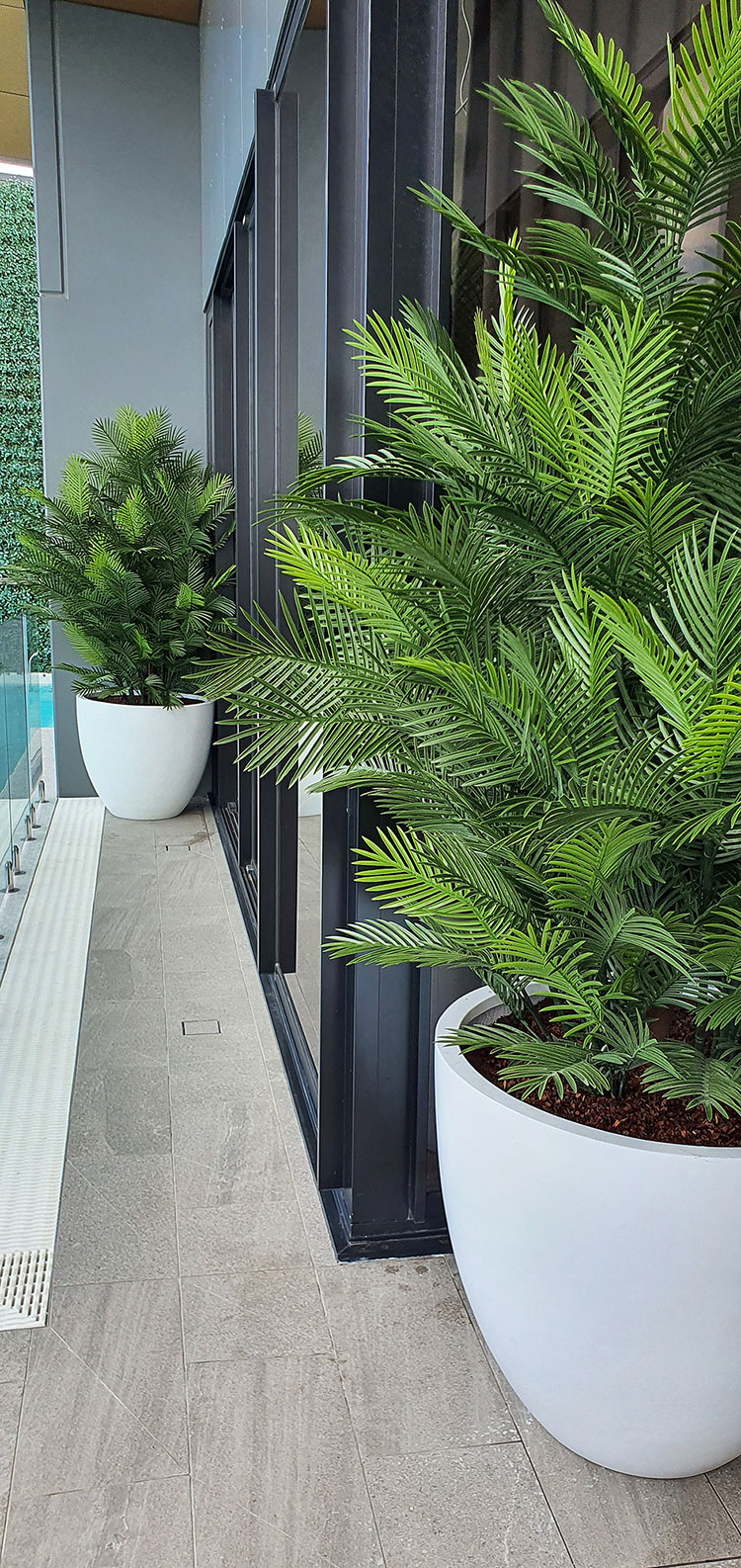 Large, lush UV-treated Palms for penthouse balcony image 11