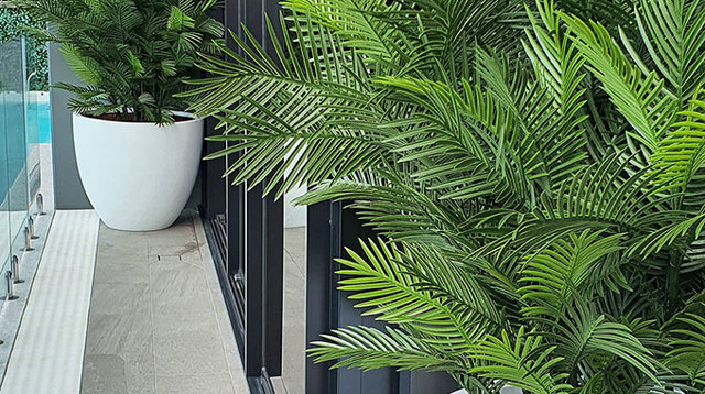 large, lush UV-treated Palms for penthouse balcony...