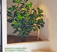 Before & After Shots...... low Planters