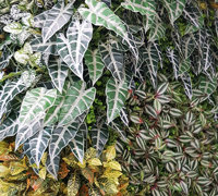 Offices get a 'lift' with vibrant green-walls from reception to boardroom...
