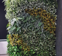 Offices get a 'lift' with vibrant green-walls from reception to boardroom...