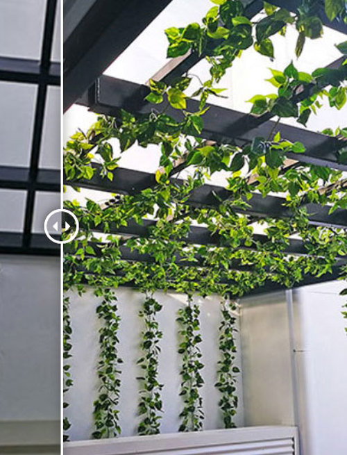 Before & After Shots...... Climbing Vines etc