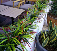 Plant Fit-Out for Sports Bar