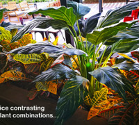 Plant Fit-Out for Sports Bar