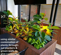 Plant Fit-Out for Sports Bar