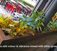 Plant Fit-Out for Sports Bar