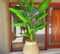 Traveller's Palms make a statement at entry...