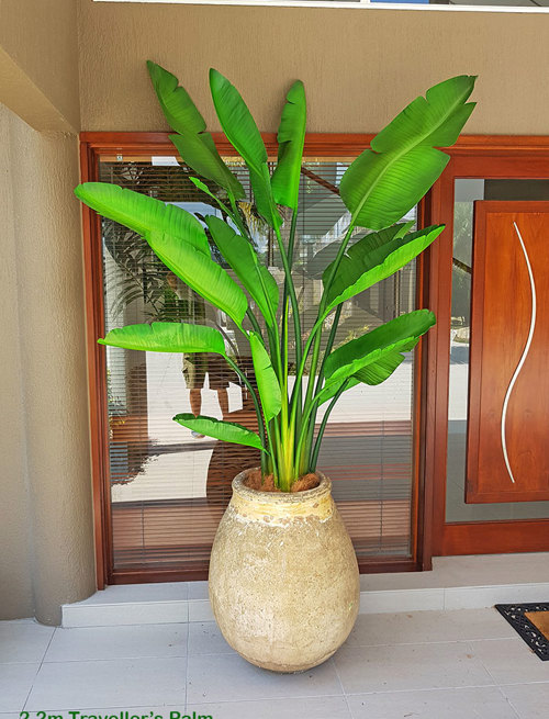 Traveller's Palms make a statement at entry...