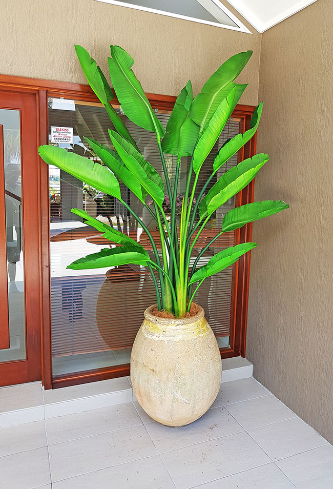 Traveller's Palms make a statement at entry... image 3