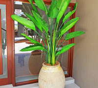 Traveller's Palms make a statement at entry...