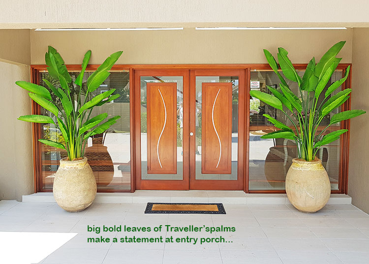 Traveller's Palms make a statement at entry... image 2