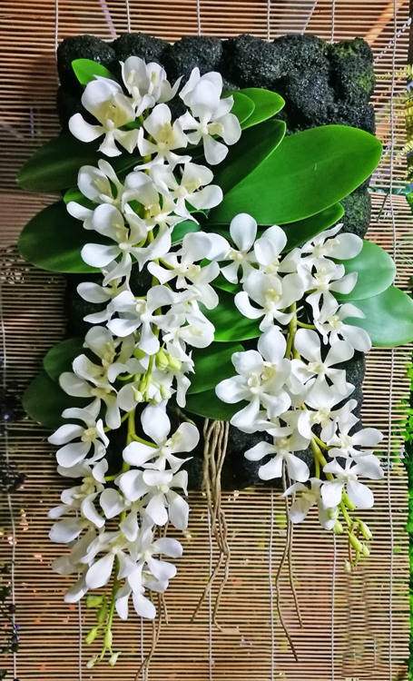 Articial Plants - Greenery Plaque- Vanda Orchids
