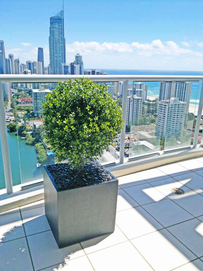 penthouse pool with artificial boxwood topiary