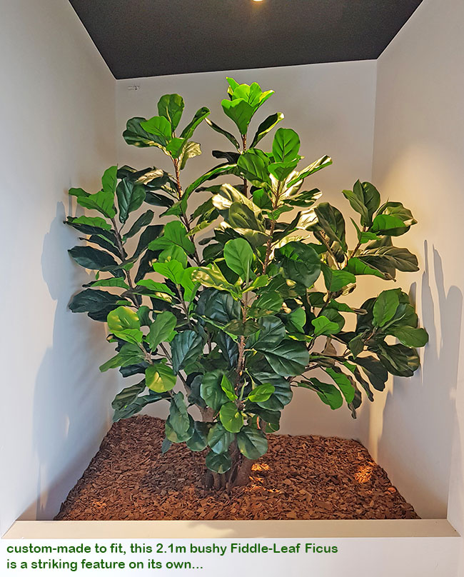 feature tree in reception planter