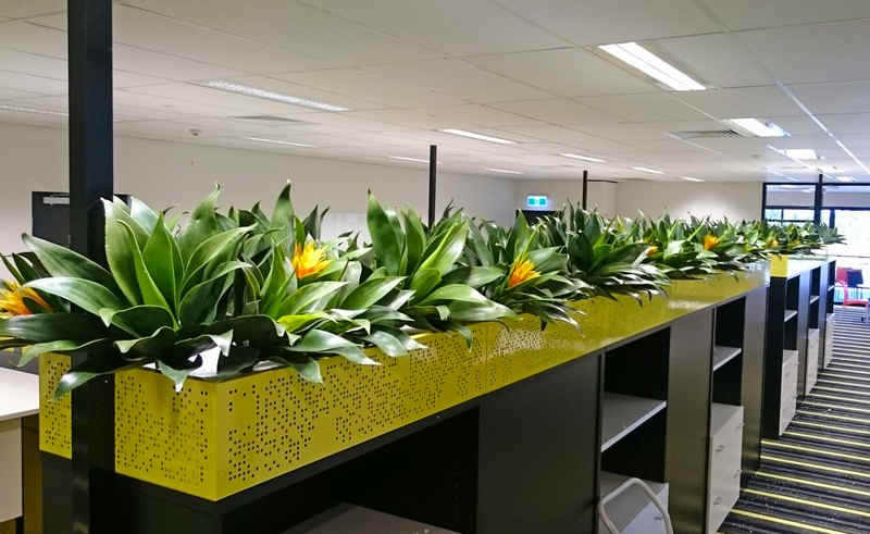 Succulents in colourful office planter