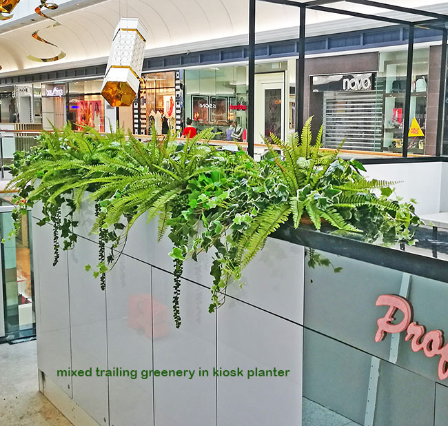 low trailing plants in kiosk planter