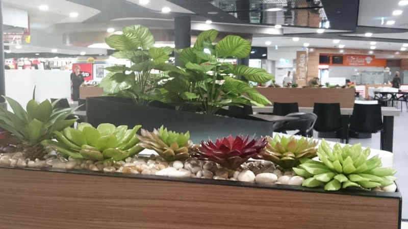 low succulent planters in food court