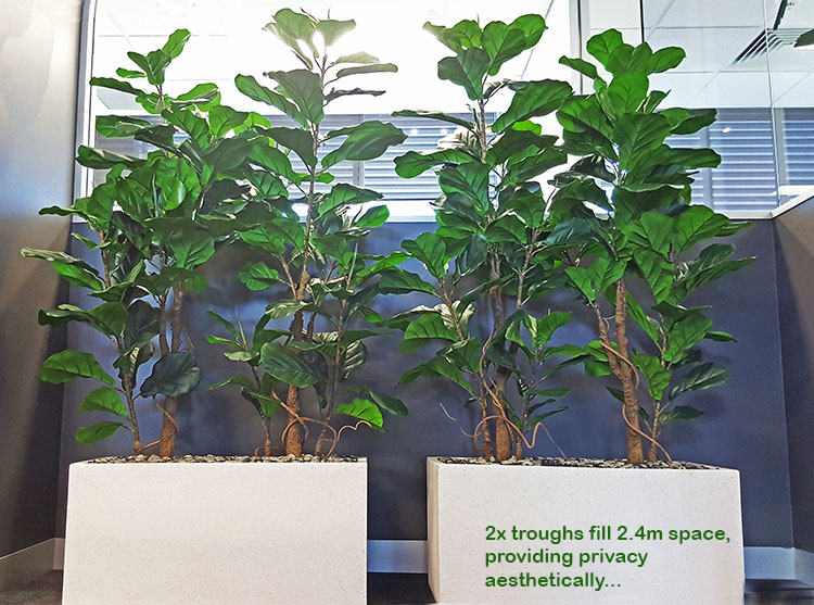 Office Planters using Fiddle-Leaf Ficus... image 2