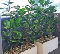 Office Planters using Fiddle-Leaf Ficus...