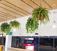 'Greening-up' a Food Court in shopping centre...