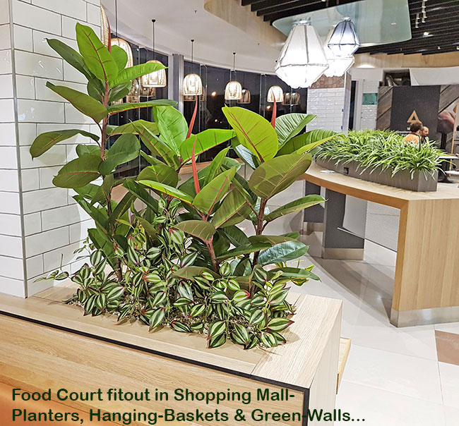 'Greening-up' a Food Court in shopping centre... image 11