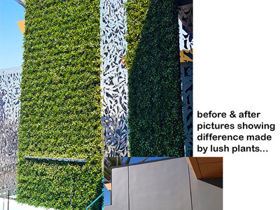 Before & After Shots..... Green-Walls 4