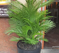 Eye-catching Colour for eatery in busy Tourist Strip...