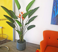 Plants for apartment foyers